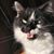 Mel Cook's profile image