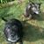 Dawn Neibert Shepherd's profile image
