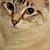 Millicent Thomas's profile image