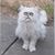 Gilberto Colon's profile image