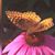 Amy Chan's profile image
