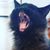 Dylan-Beth Clements-Mosley's profile image