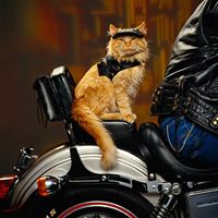Mooky Kotcher's profile image