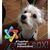 Roger Roo's profile image