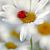 Traci Wolfe's profile image