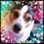 Christina Elia Shaaber's profile image