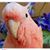 Carole Krodel's profile image