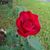 Michelle Whisenant Stanley's profile image