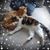 Deb Strang's profile image