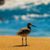 Dee Que's profile image