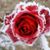 Julie Burfield Rastatter's profile image