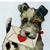 Susan Watson Breese's profile image