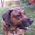 Todd Hogeman's profile image