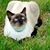 Pamela Brough's profile image