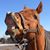 Laurie Wohlhoefer's profile image
