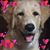 Julie Lang's profile image