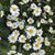 Elaine Gibson's profile image