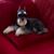 Corwin Brook's profile image
