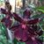 Natalie Deutsch's profile image