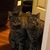 Dorothy Dee Thomas's profile image