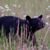 Gehlen Exum's profile image