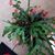 Edith Masur's profile image