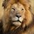 Robert Muli's profile image
