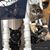 Lori Troglia's profile image