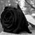 Lorena Cuellar's profile image