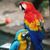 Mauricette Chapron's profile image