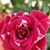 Judi Gray's profile image