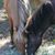 Susan Schwendiman's profile image