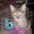 Emily Ann Schaefer's profile image