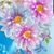 Donna Maria's profile image