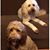 Vickie Lowe Elwart's profile image