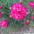 Shari Middlewood's profile image