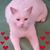 Bronwyn Donnelly's profile image