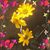 Sherry Trehan's profile image
