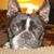 Gail Shoemaker Dufrene's profile image