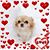 Jessie Studebaker's profile image