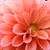 Karla Larkin's profile image
