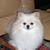 Michelle Carlesimo's profile image