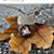 Heather Willis-Helton's profile image