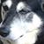 Anthony Paull's profile image