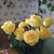 Virginia Alsaybar Cook's profile image