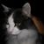 Charles Swigart's profile image