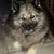 Donna Lane-Mlachak's profile image