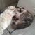 Leslie Mamakane Dougherty MA's profile image