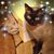 Carla Marquette's profile image