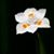 Teresa Trubilla's profile image